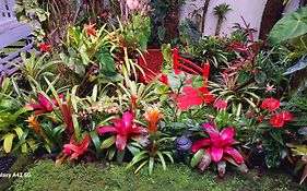 Anthurium Hale